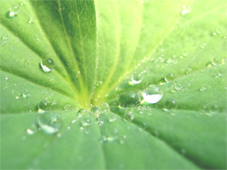 Environmentally Friendly Painting Contractor, Green Choice by Roberge Painting Company